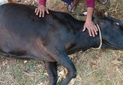 पशु चिकित्सक की लापरवाही से गाय की मौत! चौरई: इलाज के लिए घंटों मिन्नतें करता रहा किसान, डॉक्टर ने नहीं की सुनवाई पशु चिकित्सक की लापरवाही से गाय की मौत! चौरई: इलाज के लिए घंटों मिन्नतें करता रहा किसान, डॉक्टर ने नहीं की सुनवाई