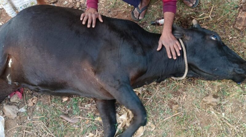 पशु चिकित्सक की लापरवाही से गाय की मौत! चौरई: इलाज के लिए घंटों मिन्नतें करता रहा किसान, डॉक्टर ने नहीं की सुनवाई पशु चिकित्सक की लापरवाही से गाय की मौत! चौरई: इलाज के लिए घंटों मिन्नतें करता रहा किसान, डॉक्टर ने नहीं की सुनवाई